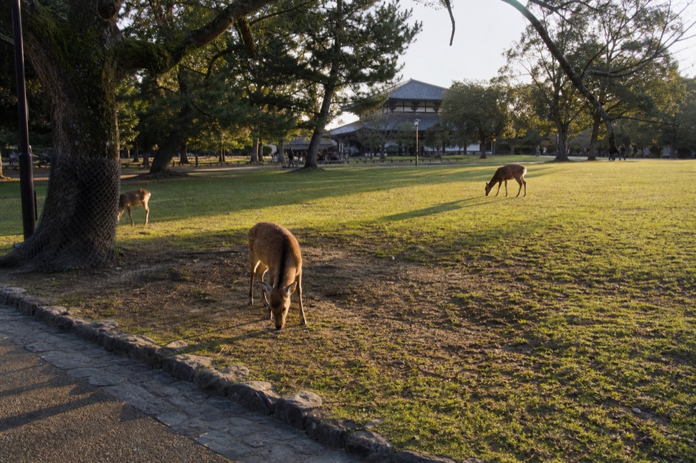 Deer grazing on an empty lawn at Nara Park in early morning light