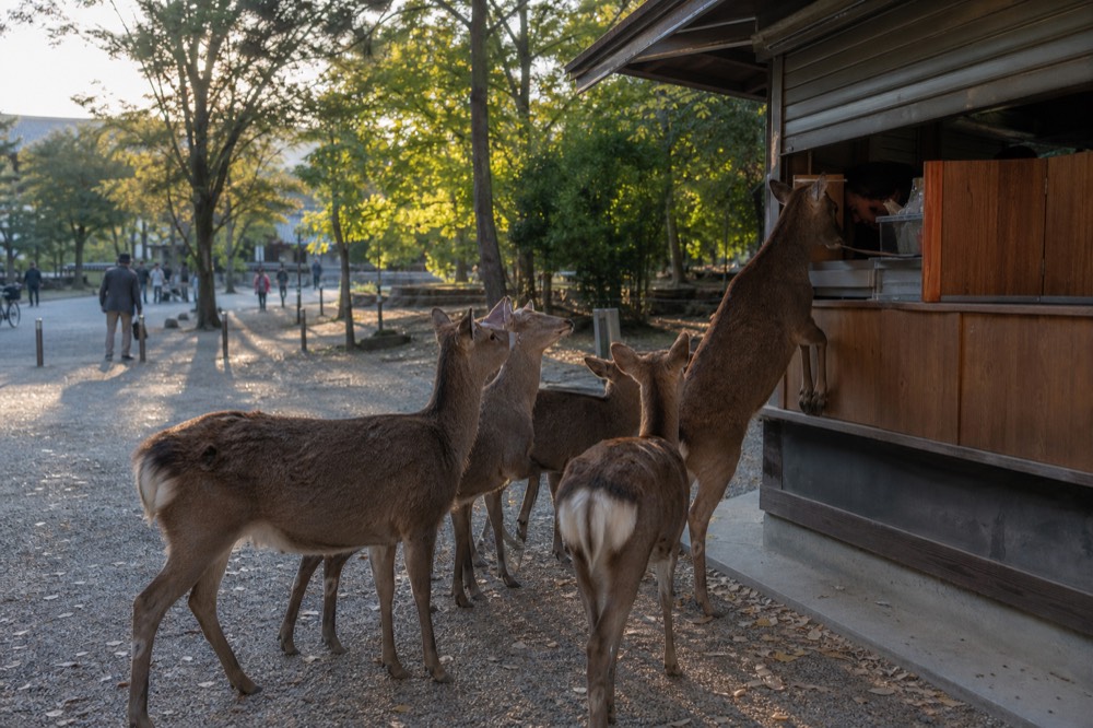 Deer gathering near a cracker stall as the afternoon sun lowers over Nara Park