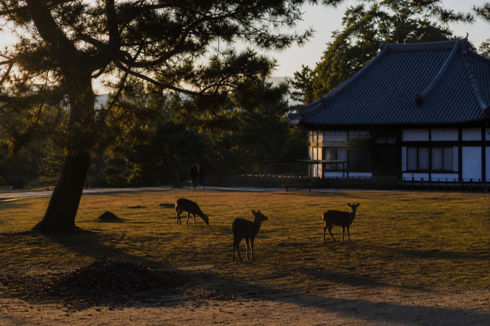 A wide Nara Park lawn at dusk with deer and long shadows under trees