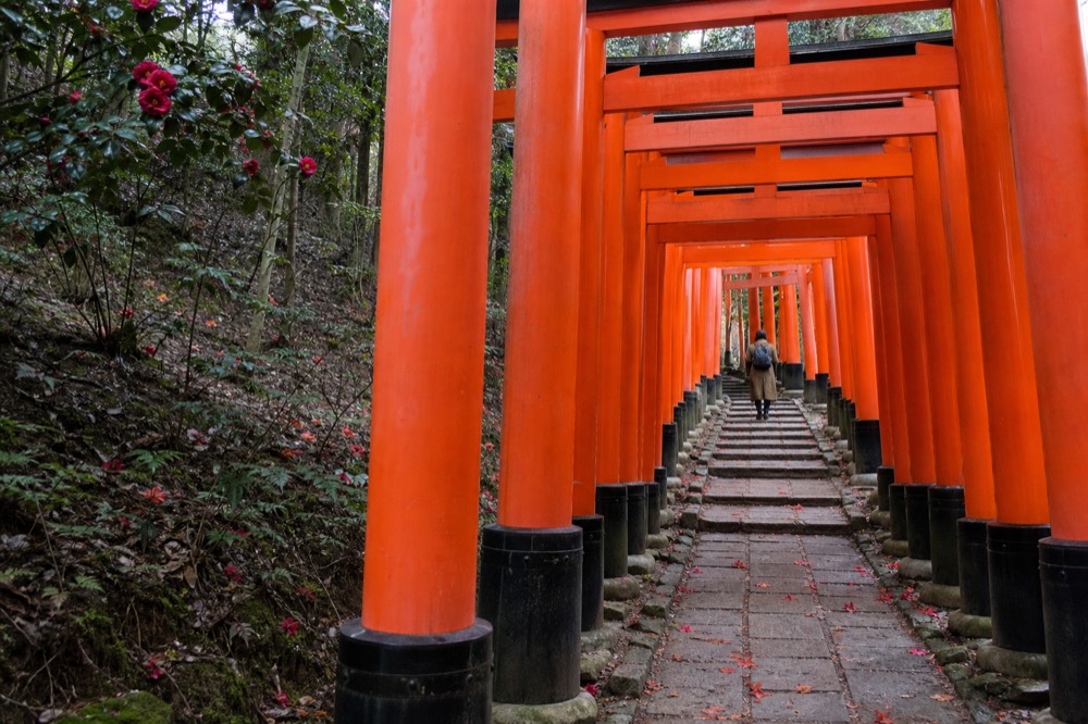The torii tunnel at Fushimi Inari on a quiet morning