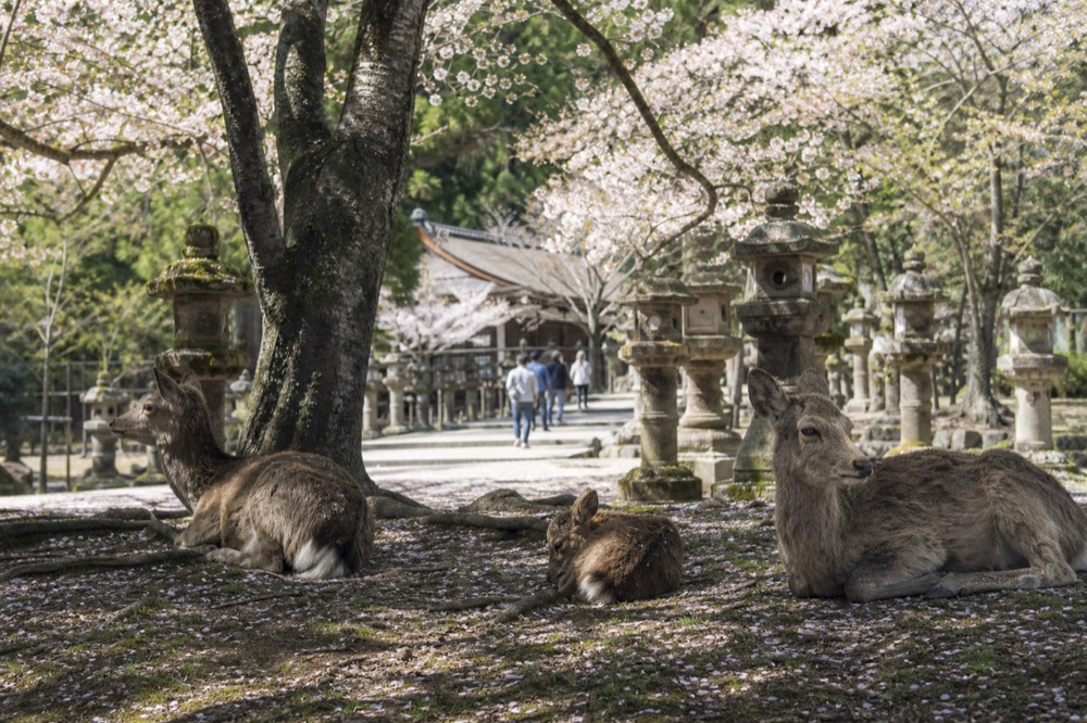 Deer resting under cherry trees in Nara Park with Kasuga Taisha lanterns in the background