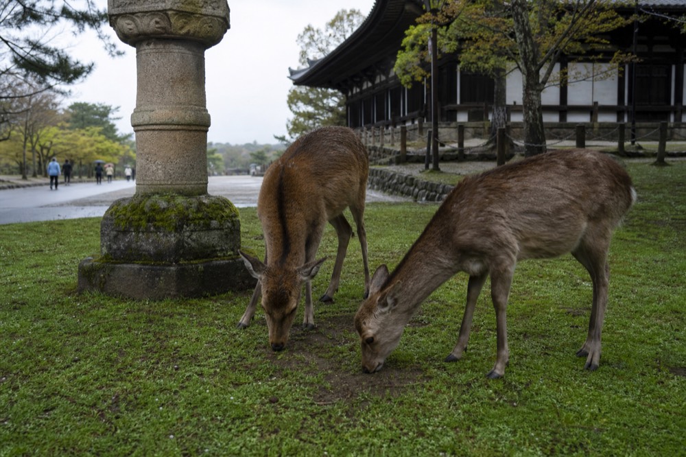 Deer standing and grazing on grass beside a stone lantern in an open park