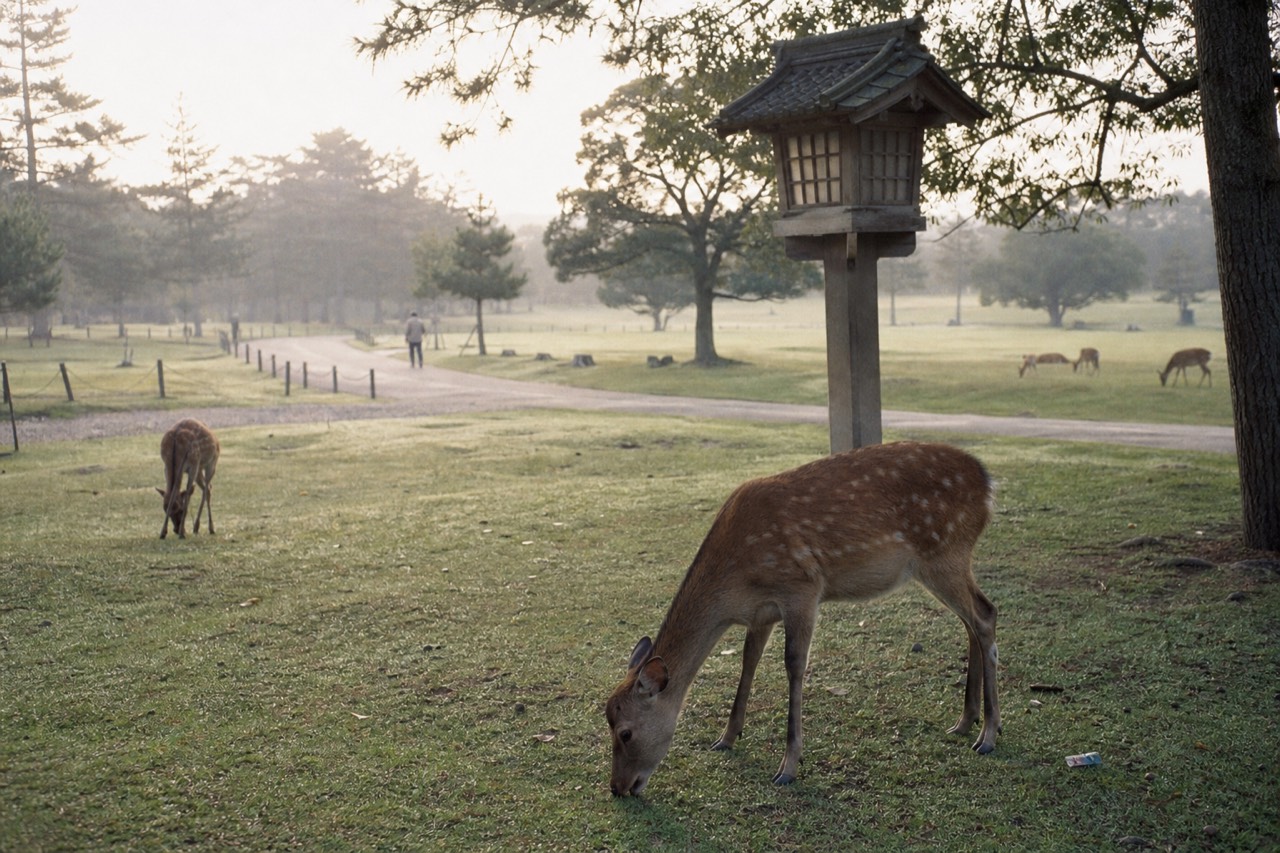 Open grassland in Nara Park with scattered trees and a wooden shrine lantern in the background