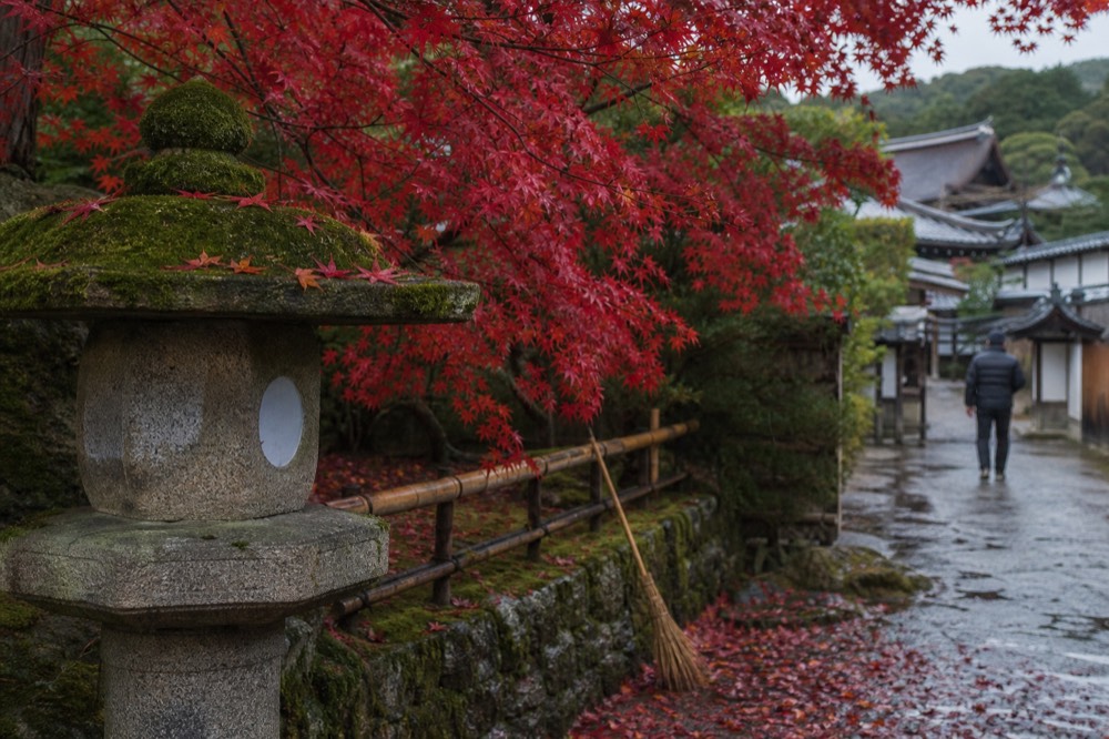 Red maple leaves overhanging a stone lantern in a quiet Kyoto temple garden