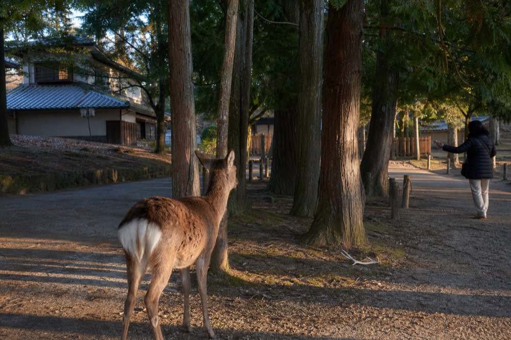 Deer standing among trees on a gravel path at the edge of Nara Park