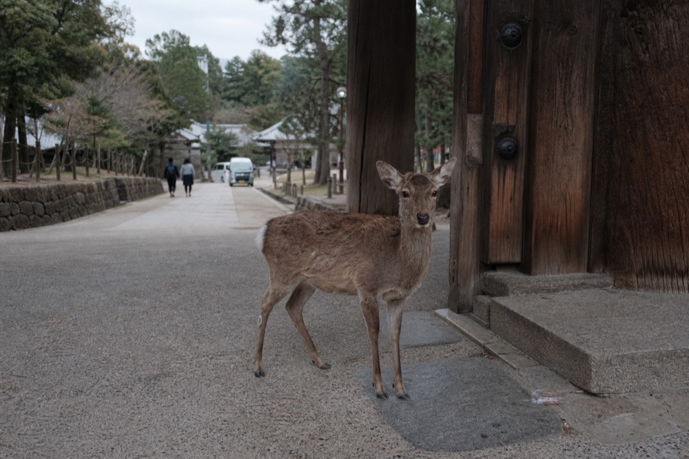 Deer standing on a gravel path beside a wooden temple gate