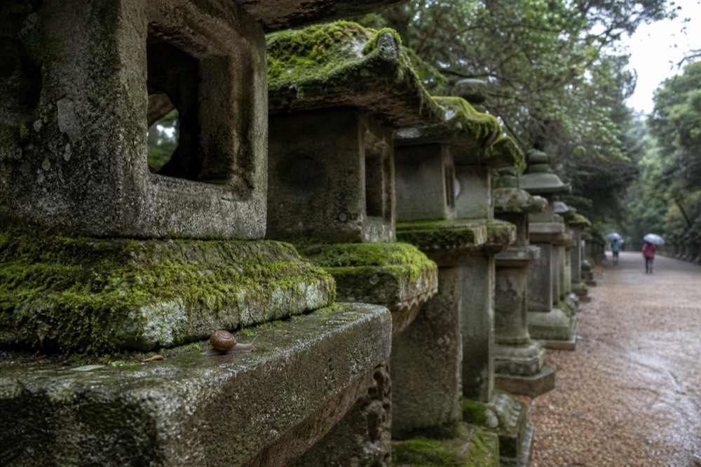 Rows of moss-covered stone lanterns along a forest path