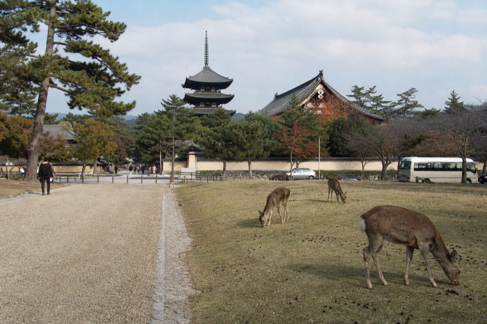 Deer grazing on open grass beside a path in Nara Park with temple roofs beyond