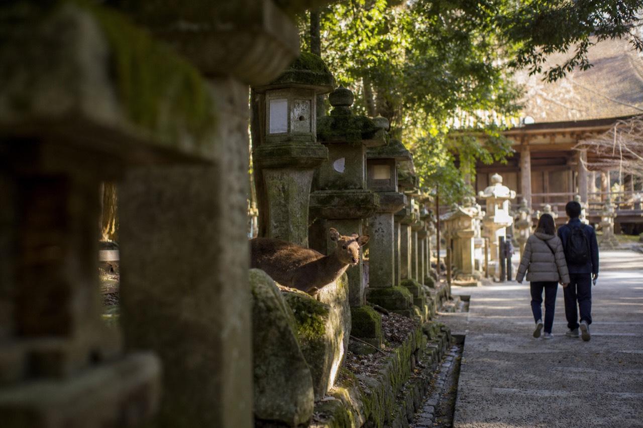 Stone lanterns lining a tree shaded approach path to a shrine in Nara