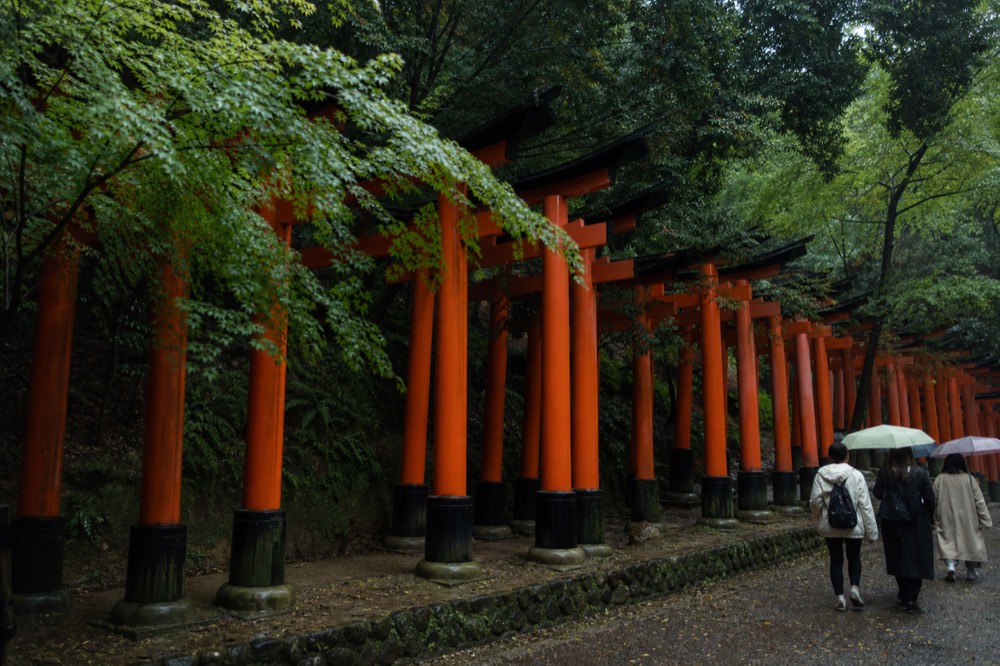 A line of vermilion torii gates stretching uphill under a canopy of green trees