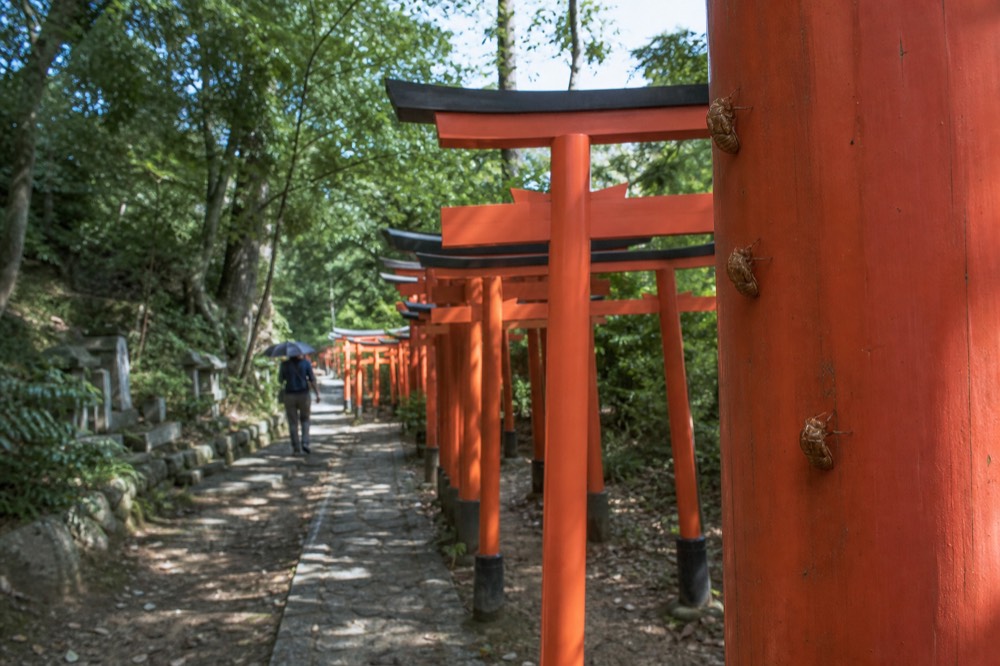 A row of smaller vermilion torii gates lined up on a stone path with a forested hillside behind