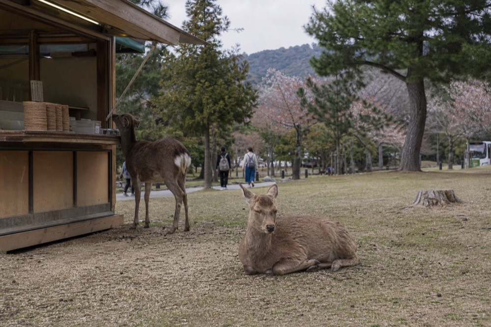 Deer resting on grass near wooden stalls selling deer crackers in Nara Park