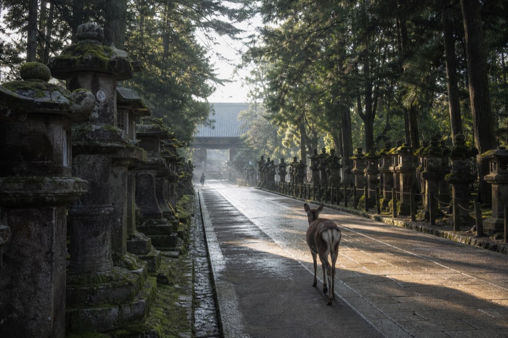 Deer walking along a stone lantern approach path under tall trees in Nara Park