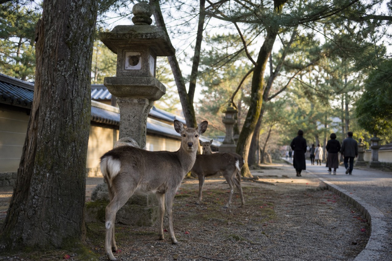 Deer standing among trees beside a stone lantern on a gravel path in Nara Park