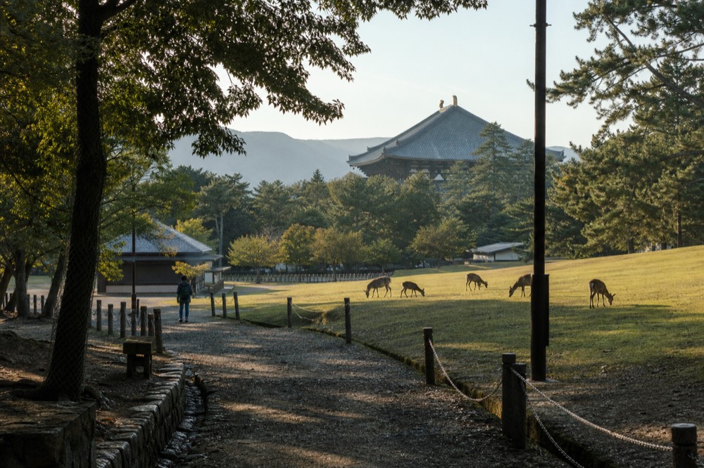 A view of Nara Park with deer and the Todai-ji roof in the distance