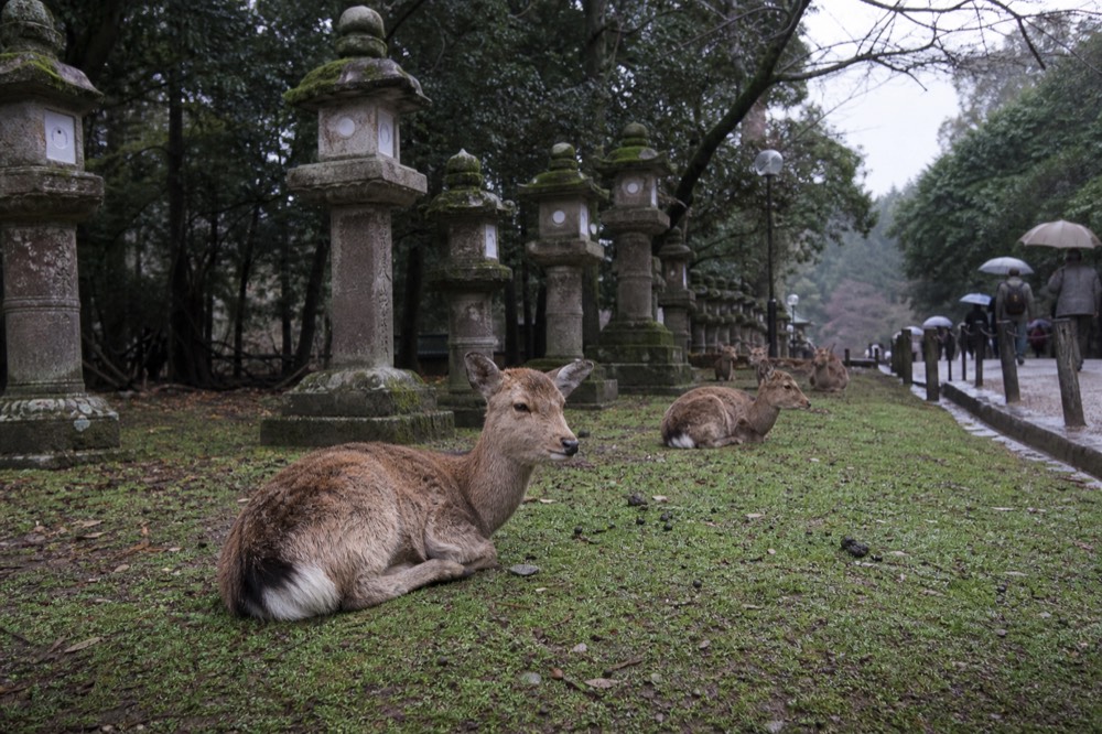 Sika deer resting on grass near the lantern-lined path to Kasuga Taisha