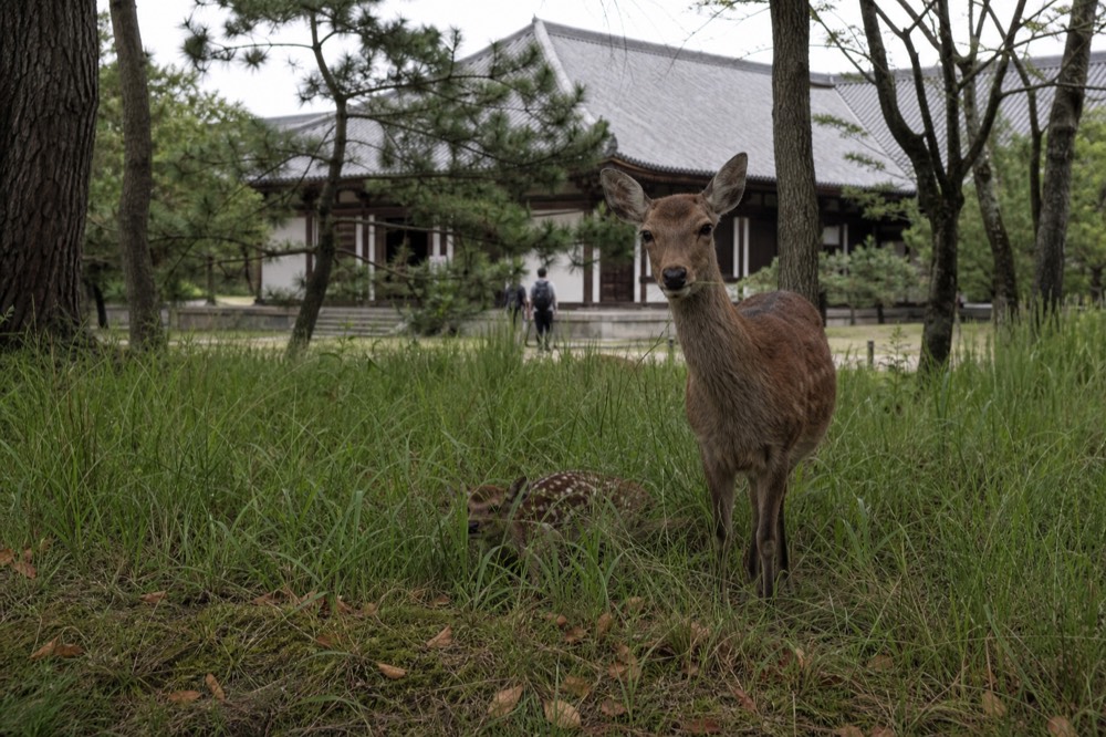 A doe and fawn standing close together in tall grass at Nara Park