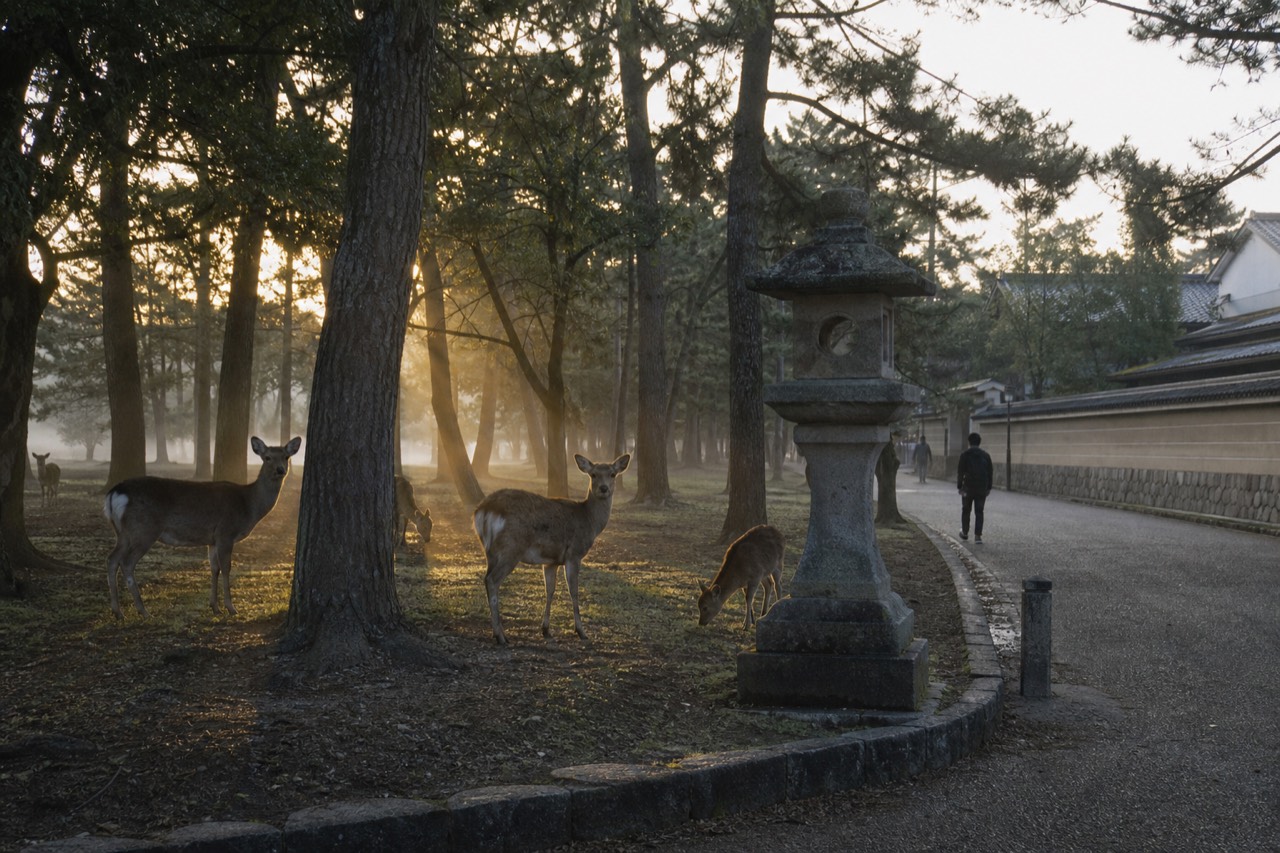 Sika deer standing among trees at the edge of Nara Park in morning light