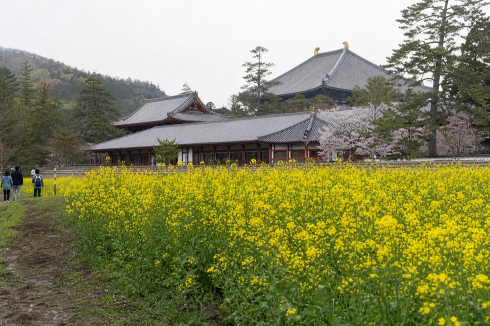 Rapeseed field in front of temple roofs on the edge of Nara Park