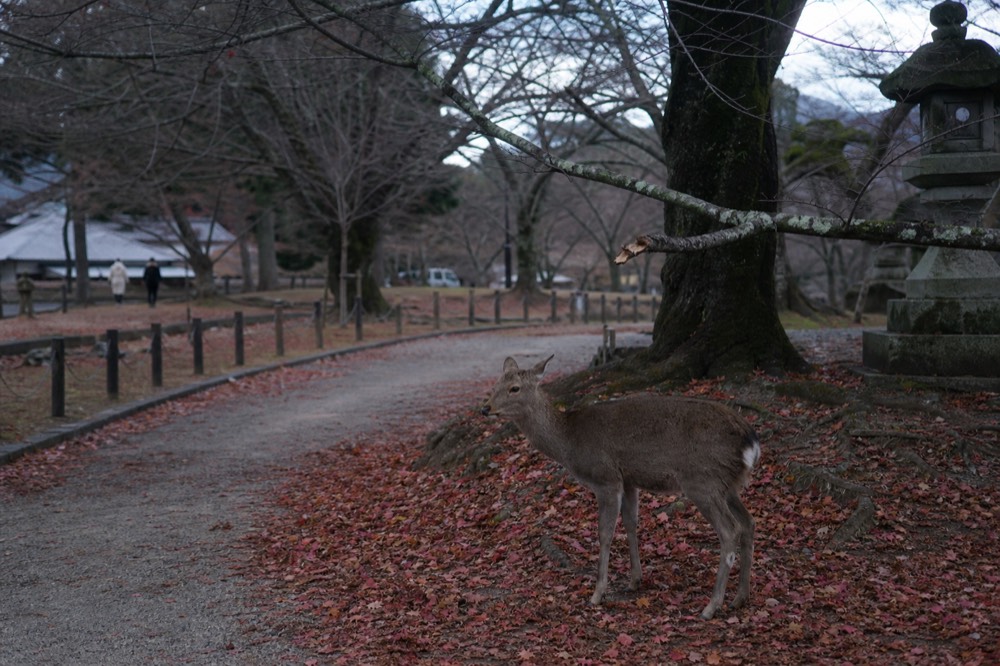 Deer standing among maple trees at the edge of a park path