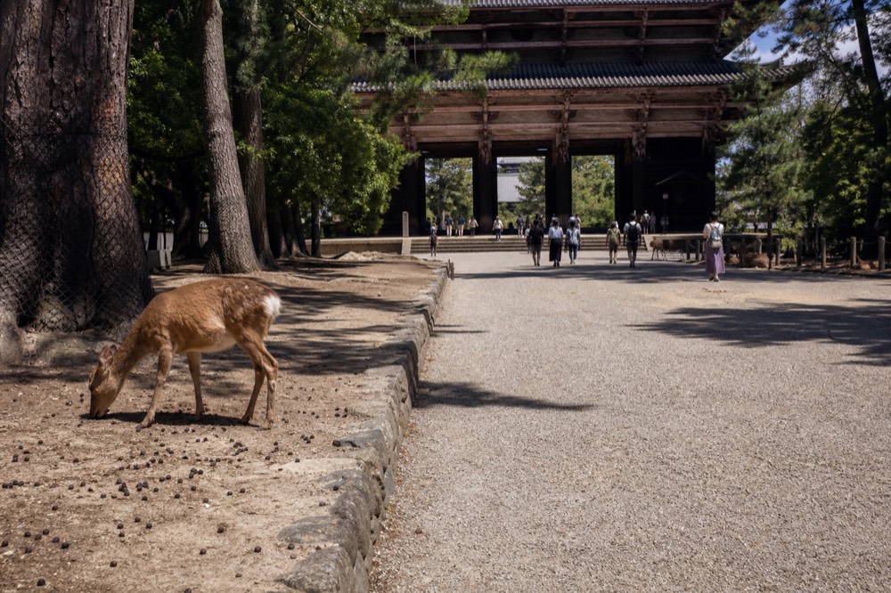 A wide gravel path through Nara Park leading toward a large wooden temple gate