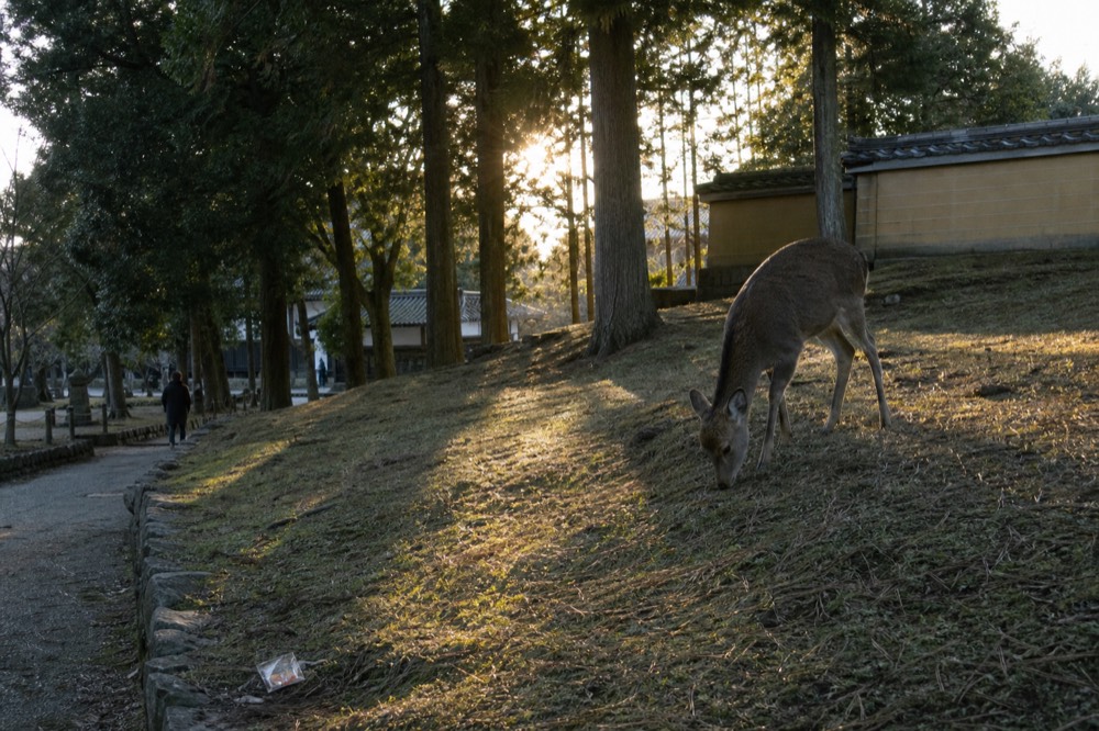 Deer standing on a grassy park lawn under tall trees in late afternoon light