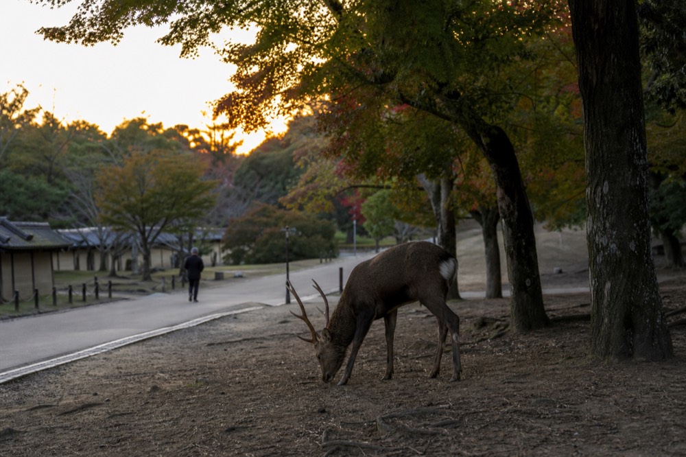 A stag with antlers standing near trees at the edge of Nara Park