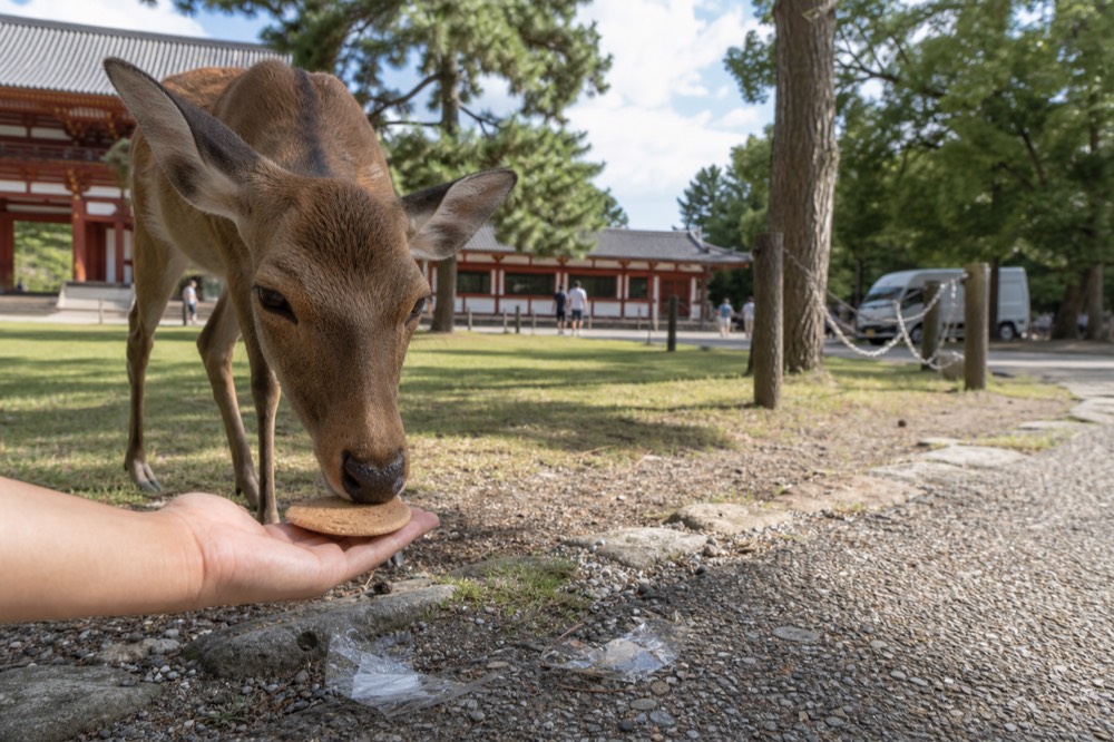 A deer nibbling a cracker from a flat open hand in Nara Park