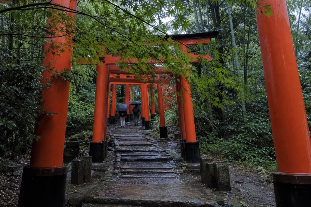 Rows of vermilion torii gates climbing the forested slope of Mount Inari