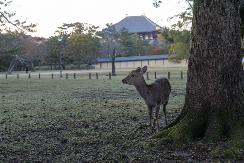 Deer standing on grass beside a tree in an open park