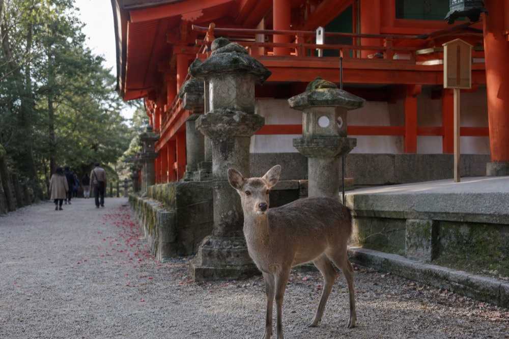 A deer standing on a gravel path near wooden shrine buildings