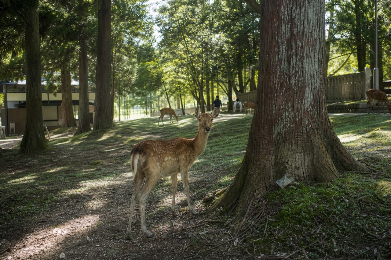 Deer standing on a grassy path beneath tall trees in Nara Park