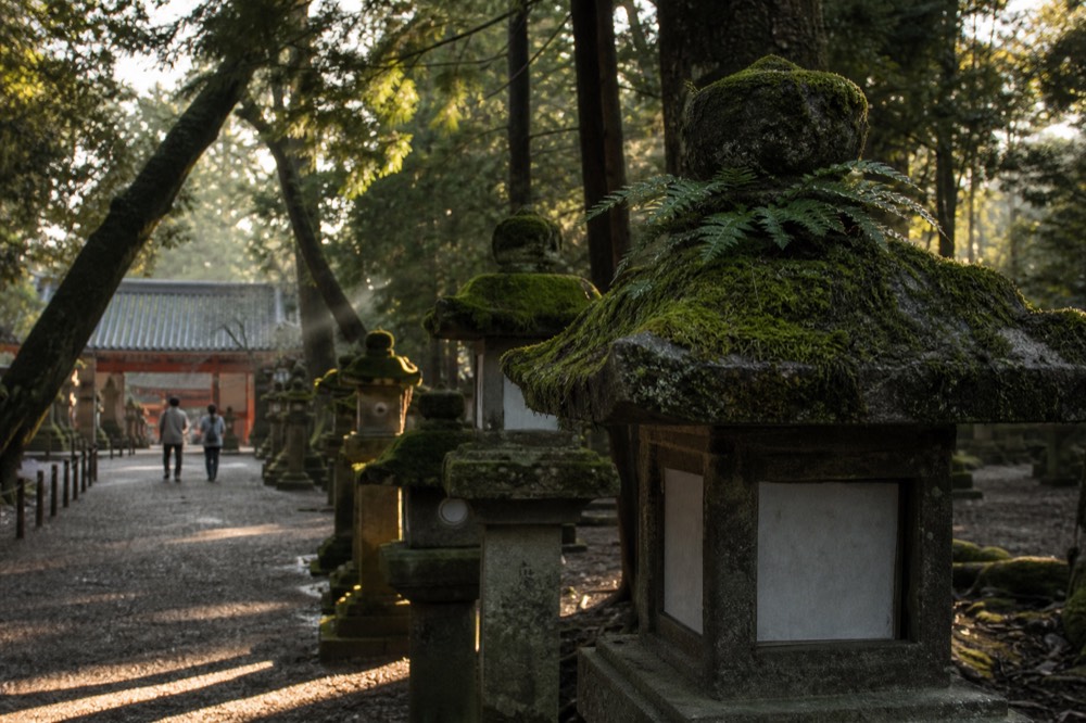 Rows of moss-covered stone lanterns along a shaded shrine path in early morning light