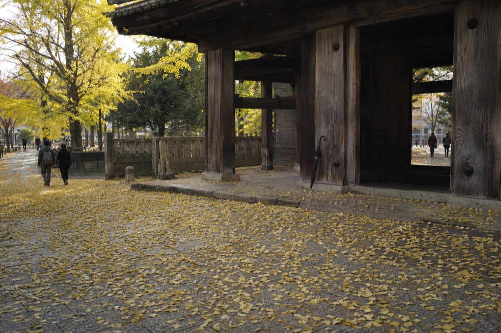 Golden ginkgo leaves covering a paved approach in front of a temple gate