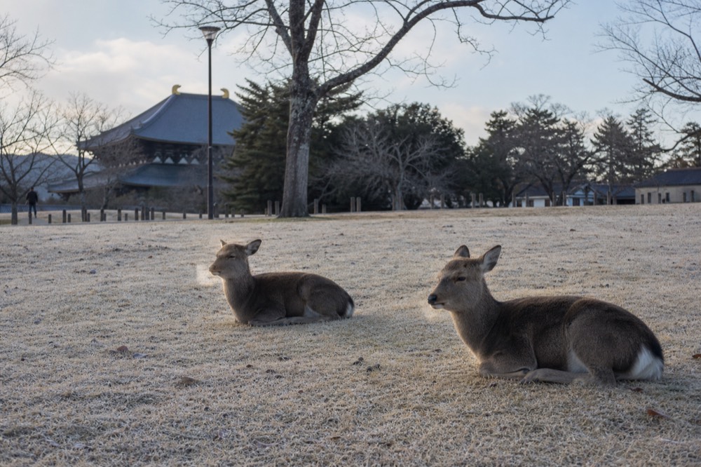 Deer resting on frosty grass in an empty winter park under a pale blue sky