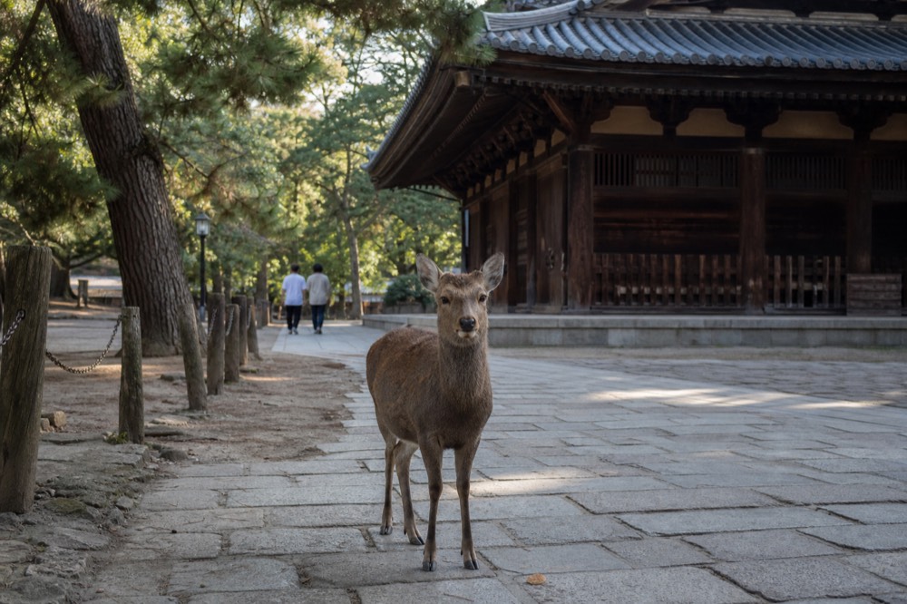 A deer standing on the stone path of Nara Park with the wooden eaves of a temple visible behind it