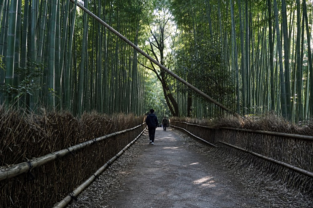 A narrow path through a dense bamboo grove with tall green stalks on both sides and dappled sunlight