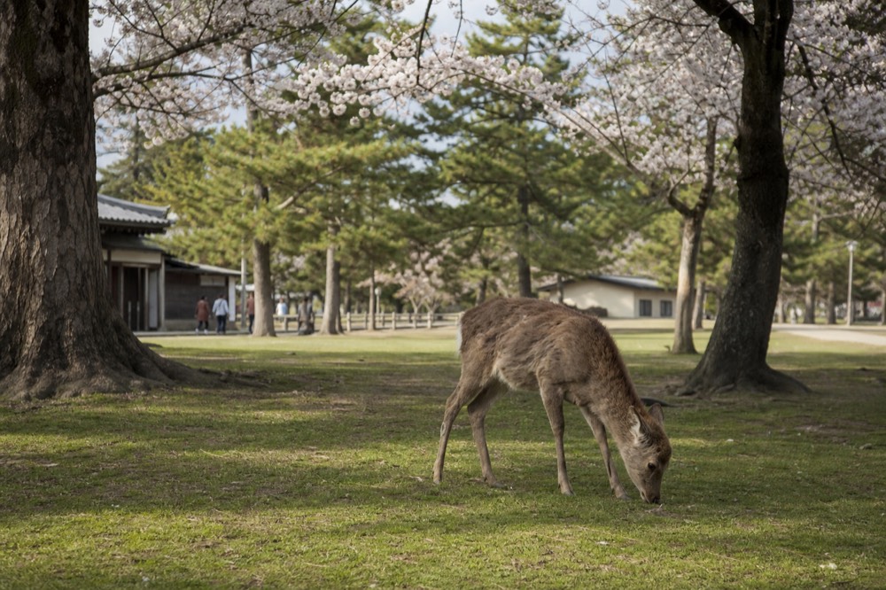 Wide view of Nara Park with open grass and trees under a clear sky