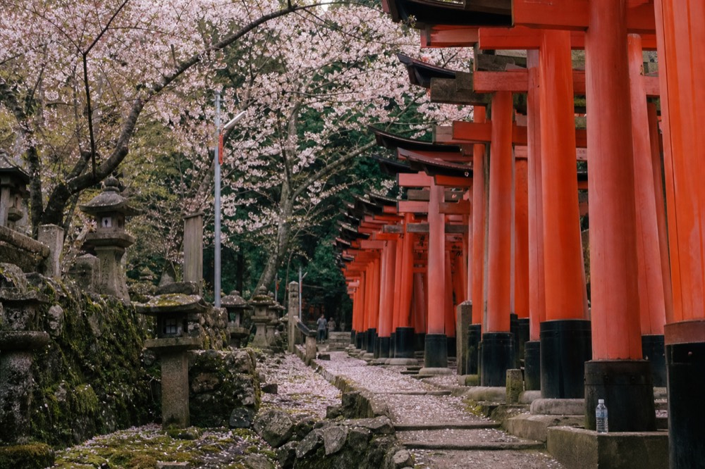 Cherry blossom branches over a row of torii gates in soft morning light