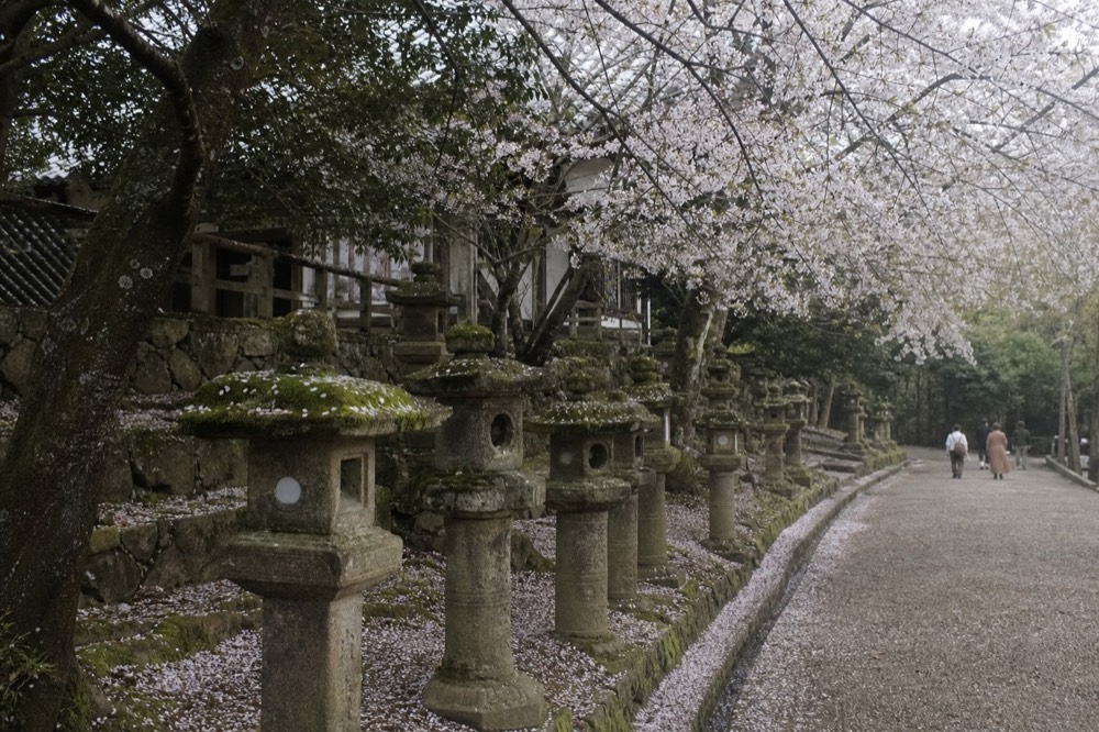 Cherry blossom trees in full bloom along a park path