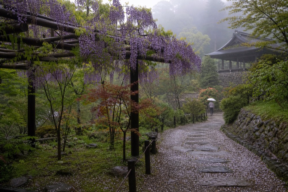 Stone path through the Man'yo Botanical Garden with flowering wisteria