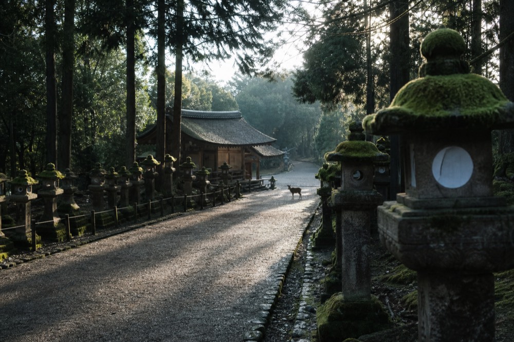 Early morning light filtering through trees onto the stone lantern path at Kasuga Taisha