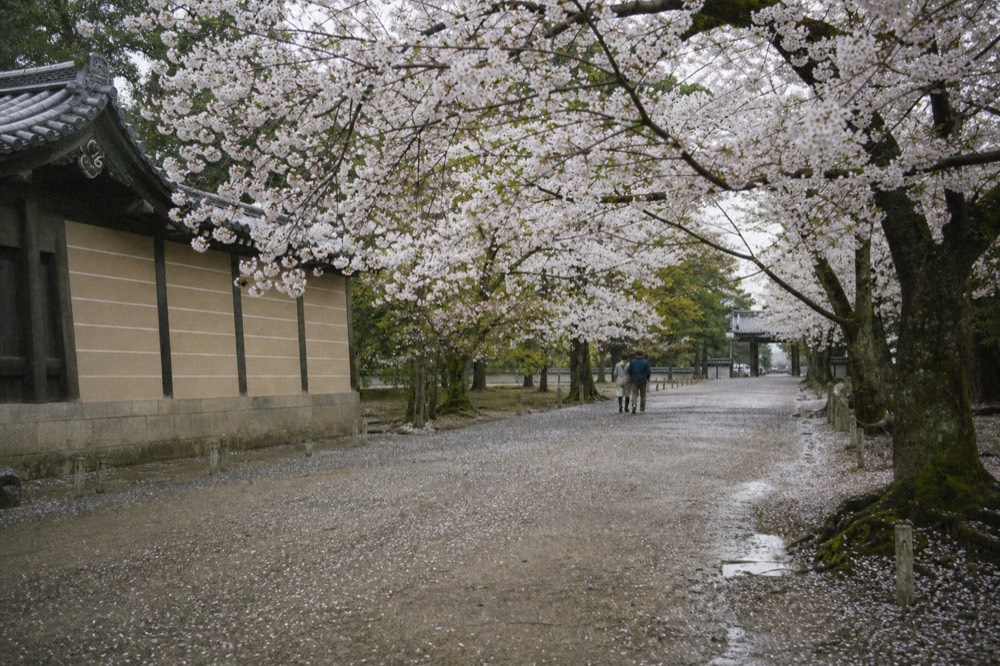 Cherry trees in bloom along a gravel path in a city park