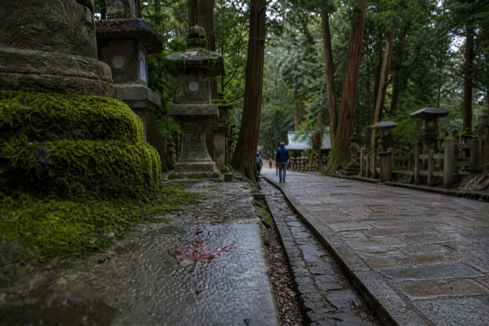 A stone path through Nara Park with lanterns and trees, no deer visible