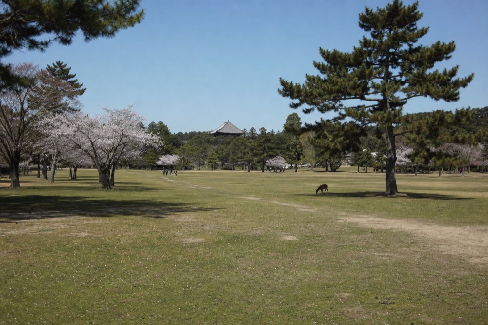 A wide view of Nara Park with open grass and scattered trees under a clear sky