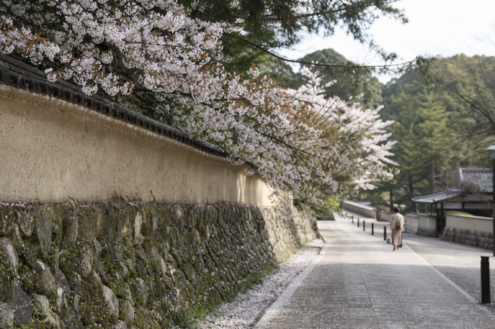 Cherry blossom branches in full bloom over a stone wall in early spring