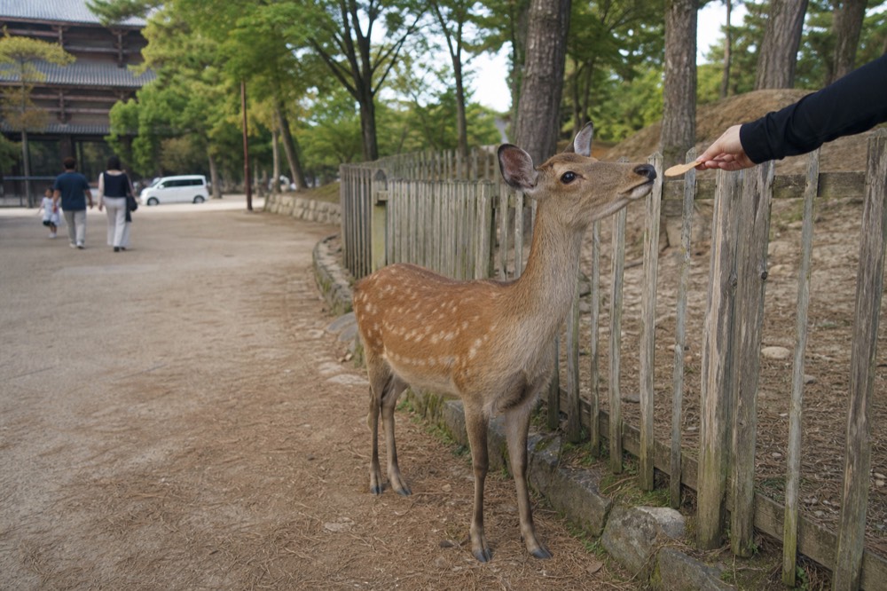 A deer in Nara Park standing beside a wooden fence with visitors offering crackers