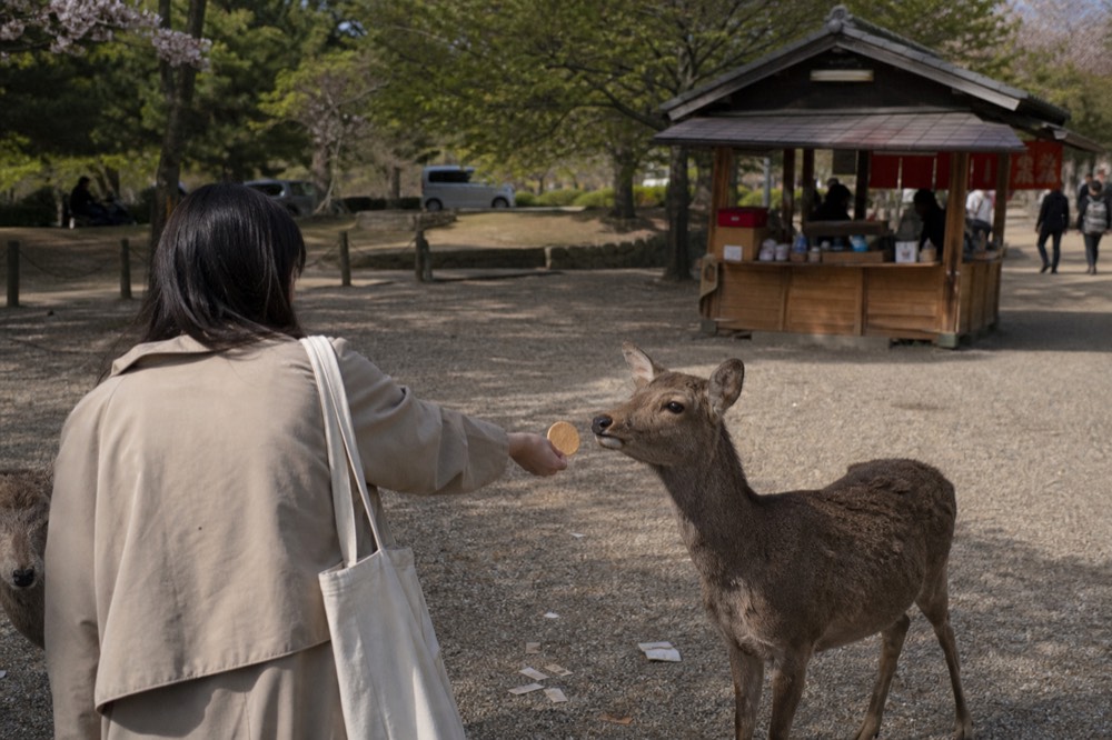 A visitor holding out a shika senbei cracker to a deer with a wooden stall in the background