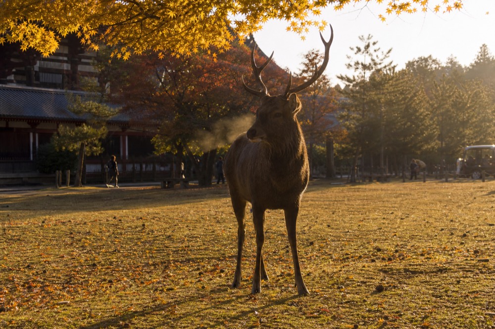 A large stag with antlers standing alert in Nara Park during the autumn rut