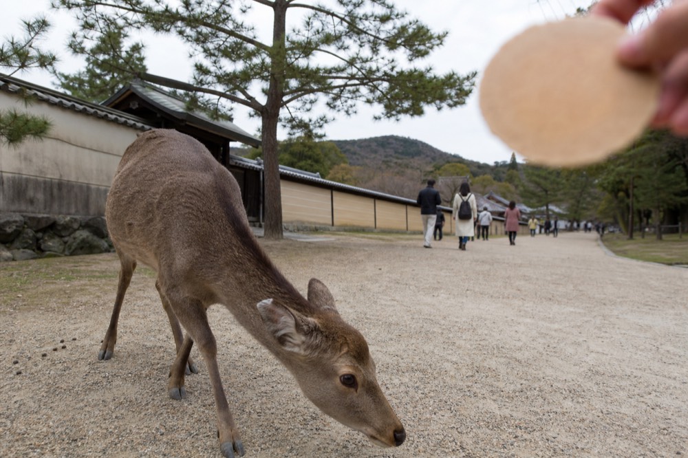 A deer lowering its head in a bowing motion as a visitor holds a cracker